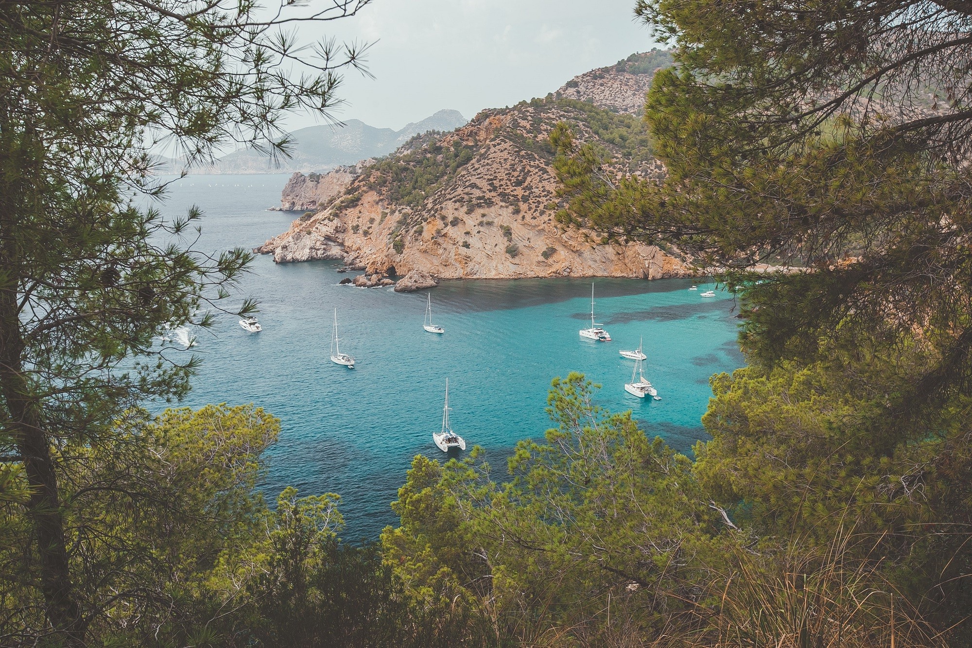 Palma de mallorca