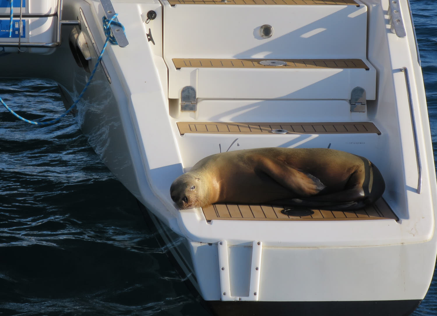 Sea Lion - Galapagos - Catana 42 Viramundo