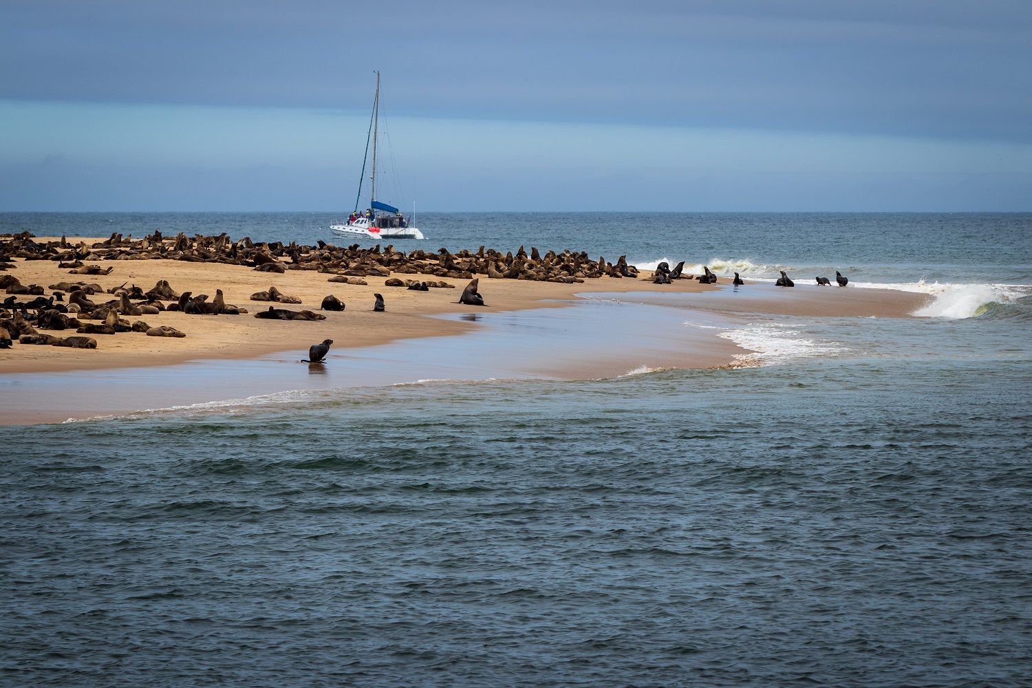 Sea lions - 2019