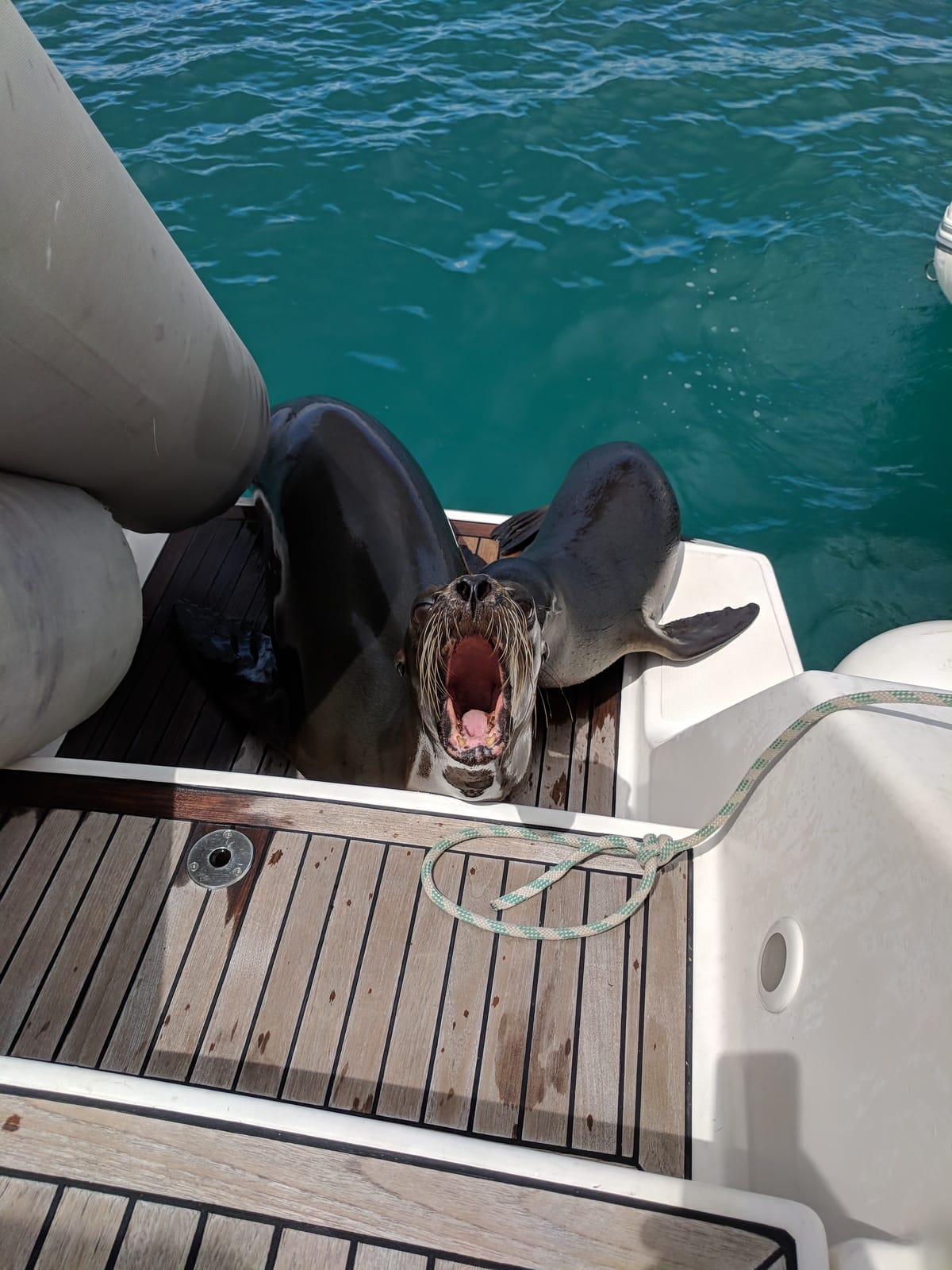 Sea Lions