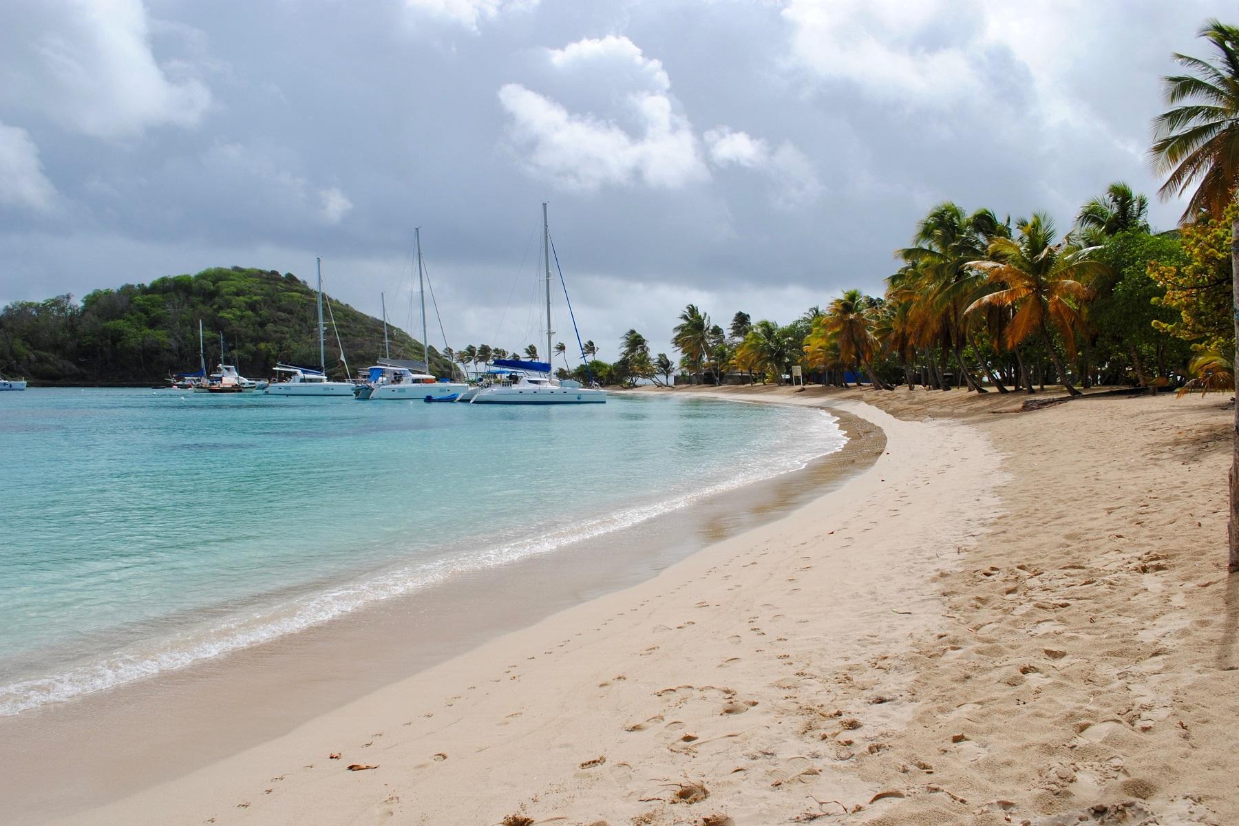 Palm trees in caribbean