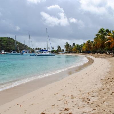 Palm trees in caribbean