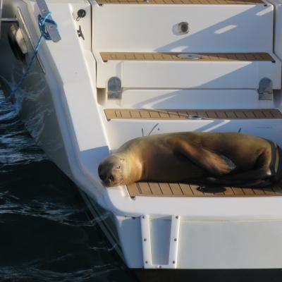 Sea lion galapagos catana 42 1 