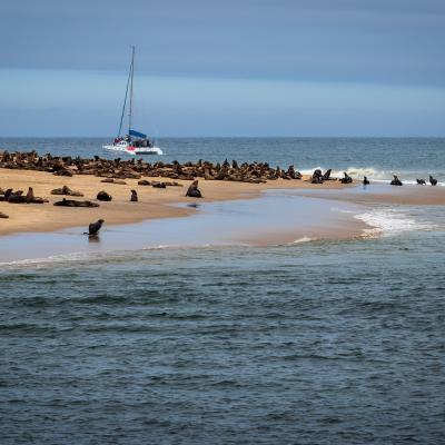 Sea lions 2019